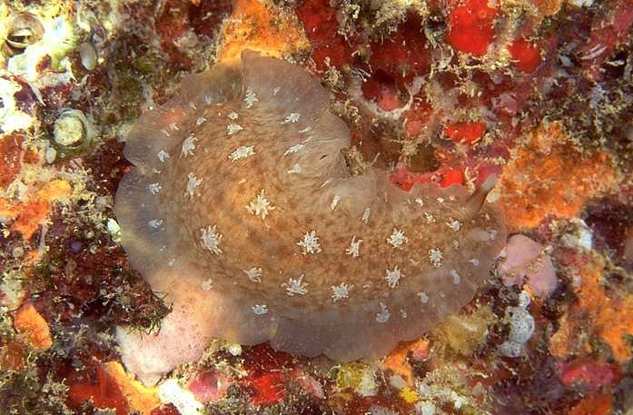 Dendrodoris albobrunnea